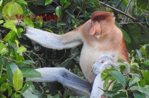 Semakin Besar Hidung Bekantan Jantan 