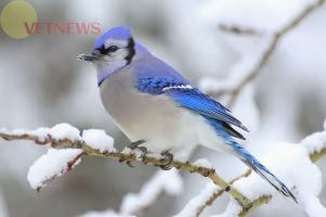 Fakta Burung Blue Jay, si Biru yang Terkenal Cerewet