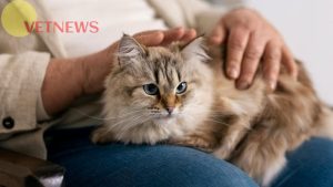 7 Manfaat Memelihara Kucing Menurut Spiritual dan Secara Ilmiah