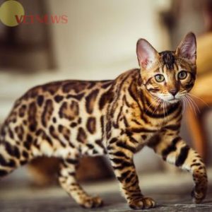 Cara Merawat Kucing Bengal, Ras Kucing yang Mirip Macan Tutul