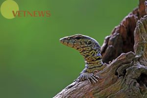 5 Musuh Utama Biawak di Alam, Jadi Pesaing yang Bikin Repot! 