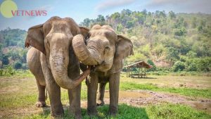 Fakta Menarik Tentang Gajah, Semakin Panas 