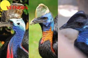 Fakta Menarik Burung Kasuari, Khas Papua ,Tidak Bisa Terbang