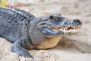 Fakta Menari Tentang Buaya, Reptil Terkuat dan Terbesar di Dunia