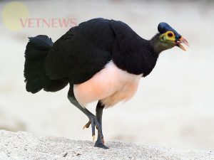 Fakta Unik Burung Maleo, Satwa Yang Dilindungi Asal Sulawesi yang Terancam Punah