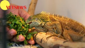 Fakta Menarik Tentang Iguana, Punya Umur Panjang-Memiliki Tiga Mata