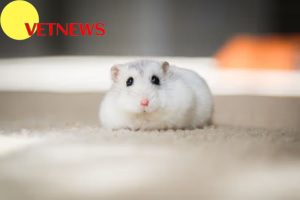 Fakta Menakjubkan Hewan Hamster, Mereka Dilahirkan untuk Berlari!