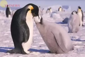 Fakta Unik Tentang Penguin, Burung Asal Kutub