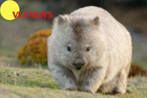 Fakta Wombat Hewan Endemik Menggemaskan Asal Australia