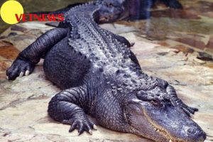 Fakta Menarik tentang Aligator, Berbeda dengan Buaya!