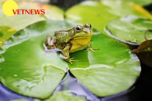 5 Fakta Unik Katak, Mata Mereka Berada di Mulutnya