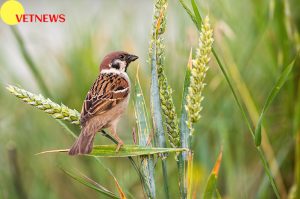 Fakta Unik Burung Pipit, Hewan Endemik Indonesia 