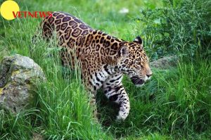 Fakta Unik Hewan Jaguar, Hewan Penyendiri hingga Perenang Handal