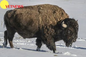 5 Fakta tentang Bison, Hewan yang Terancam Punah