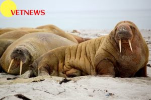 Fakta Menarik dari Walrus, Hewan Laut yang Memiliki Gading!