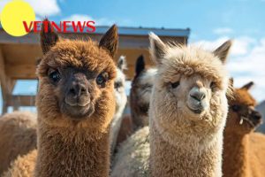 Fakta Unik Hewan Alpaca yang Menggemaskan dan Lucu