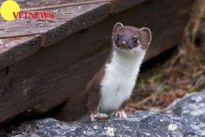 Fakta Unik Hewan Musang, Bisa Dijadikan Teman di Rumah!