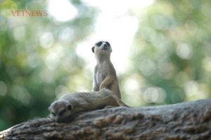 Fakta Unik Hewan Meerkat, Siswa Yuk Belajar