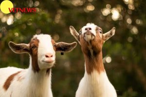 Fakta Menarik dari Kambing, Hewan yang Punya Janggut!