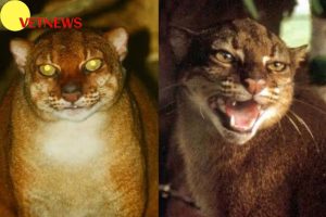 Fakta Menarik Kucing Merah, Hewan Liar Endemik Kalimantan