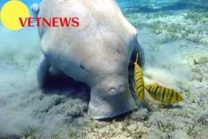 Fakta Unik Hewan Dugong yang Wajib Kamu Tahu