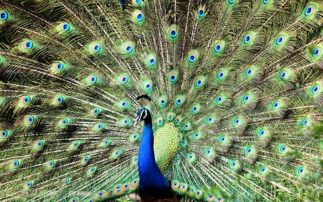 Fakta Unik Burung Merak yang Dikenal Memiliki Bulu Indah