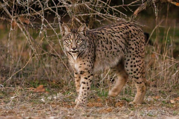 Fakta Hewan Lynx Iberia, Apa Manfaat Rumbai di Telinganya?