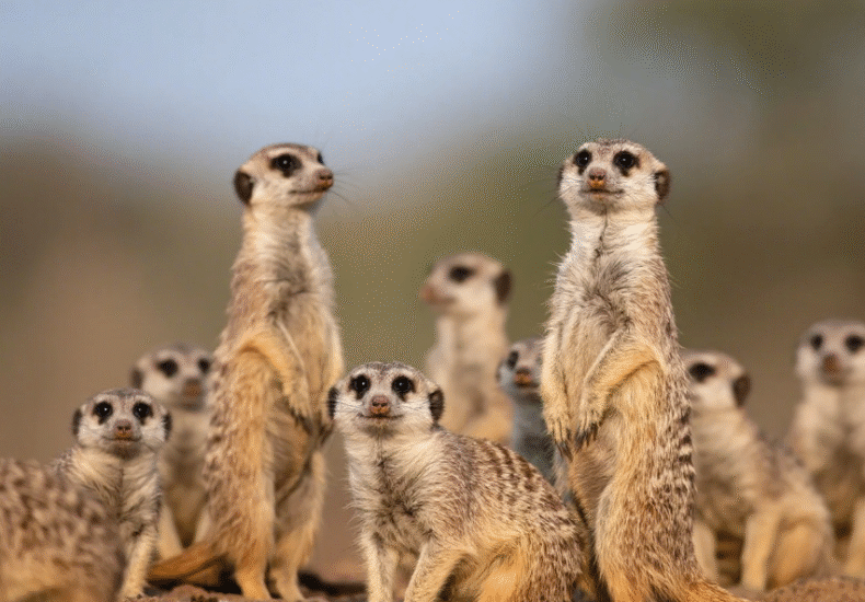 5 Fakta Unik Meerkat Hewan Lucu asal Afrika yang Hidup Berkelompok