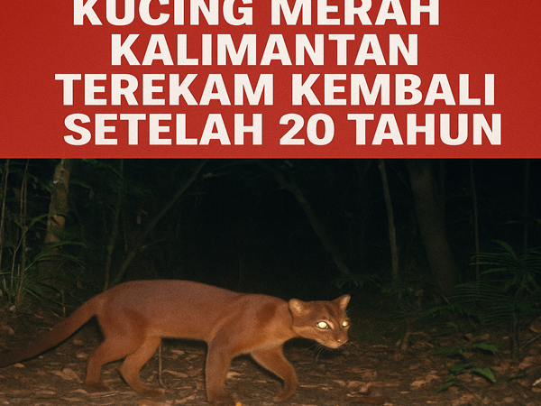 Penampakan Langka Kucing Merah